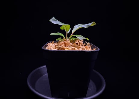 第三弾　Homalomena Hybrid【M0125-f1】