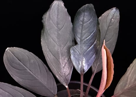 bucephalandra sp. dark achilles ブセファランドラ ダークアキレス