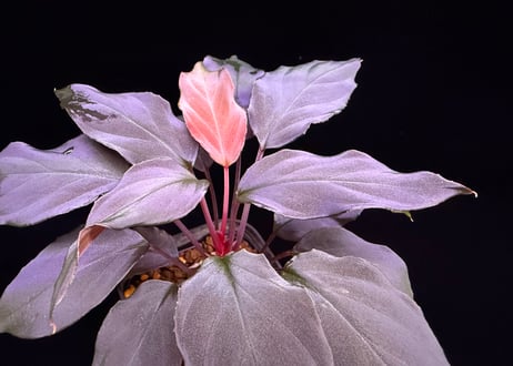 Homalomena sp. 蛇蝎　Sumatera Utara【ZOE0924-7p】トイ吉便