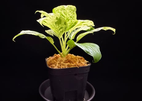 Homalomena sp. 'Variegata' "斑雪" Sumatra Selatan T-180323 TZ便