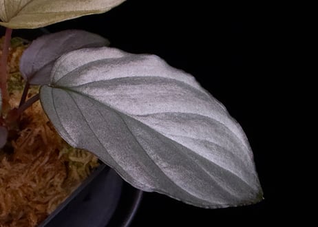 Homalomena sp. Bengkulu Sumatra T-140523 Di belakang gunung "シルバーピンクリーフ" TZ便