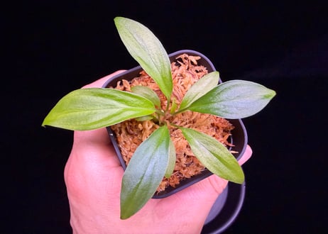 第二弾　Homalomena Hybrid【M1124-f1】