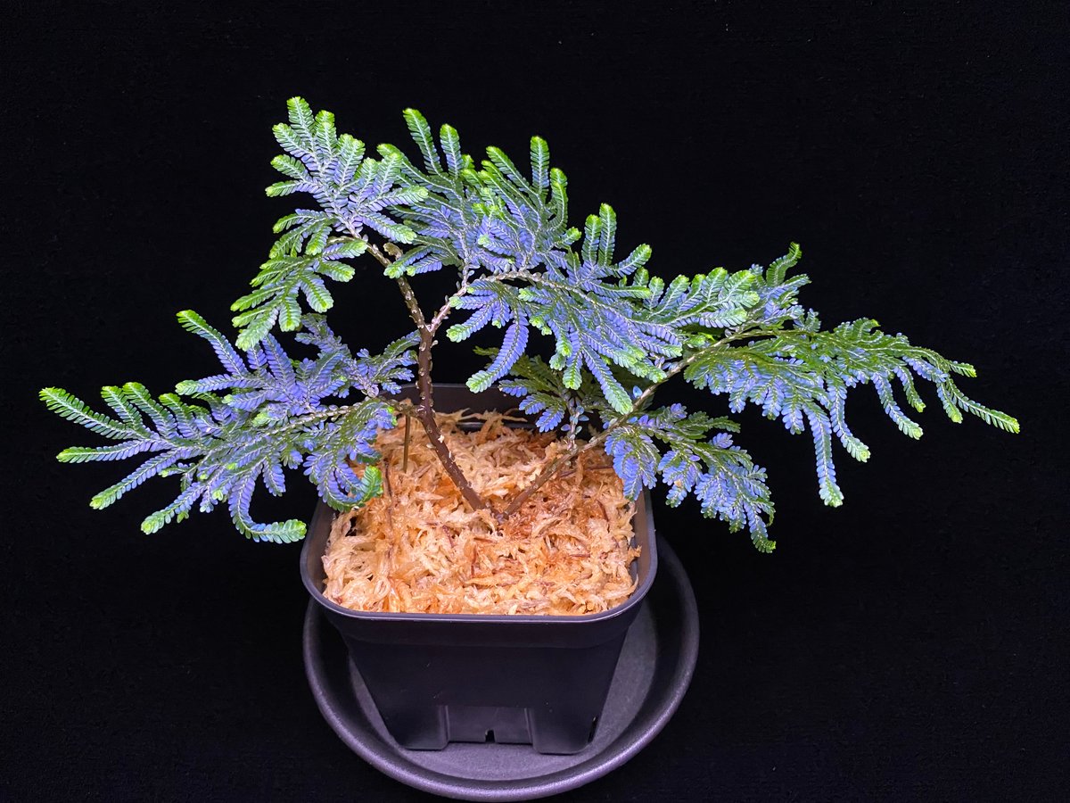 ADA LAB セラギネラ ウィルデノウィ バリエガータ ADA LAB セラギネラ