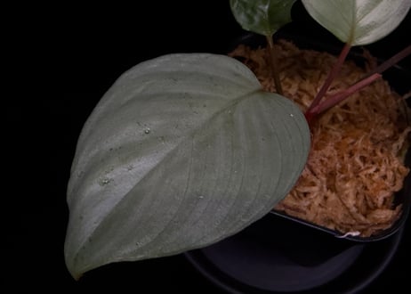 Homalomena sp "Silver Muska" from Aceh Besar【 AZ0324-2】AZ便