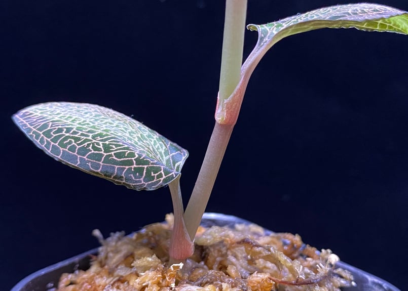 Anoectochilus roxburghi 