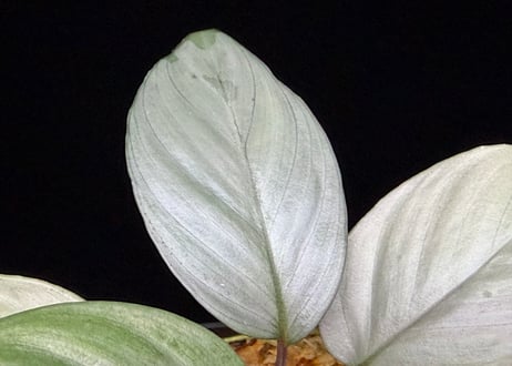Homalomena sp "Silver Muska" from Aceh Besar【 AZ0324-2】AZ便