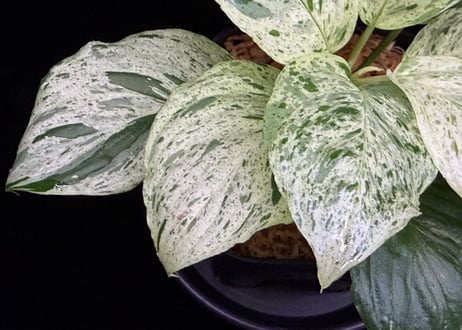 Homalomena sp. 'Variegata' "斑雪" Sumatra Selatan T-180323 TZ便
