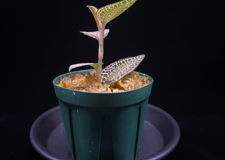 Anoectochilus roxburghii "Gold Vein Type"  アネクトキルス ロクスバーギー "ゴールドベインタイプ"①