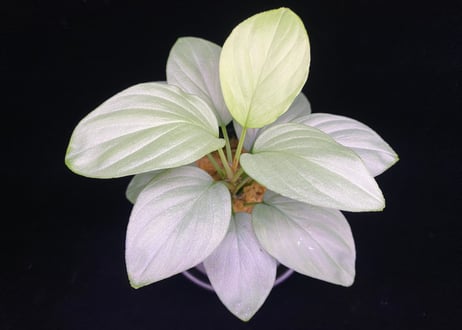 Homalomena sp. Bengkulu Sumatra T-140523 Di bel