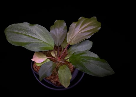 第一弾　Homalomena Hybrid【M0324-f1】