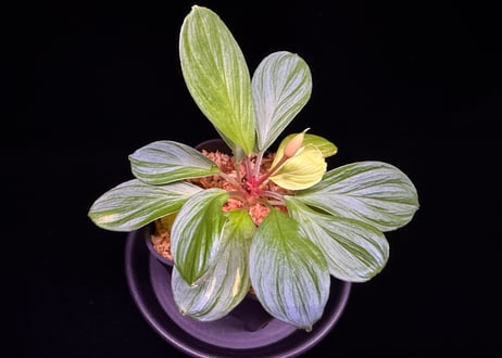 Homalomena sp. Riau AR-2017.02.29 Sumatra Utra ID便