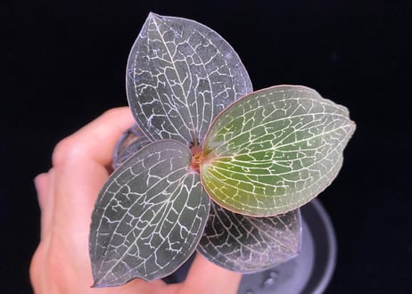 Anoectochilus Silver silkアネクトキルス シルバーシルク