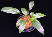 ホマロメナ sp. 斑雪(ハダレユキ) TZ便 T-180323 灰銀