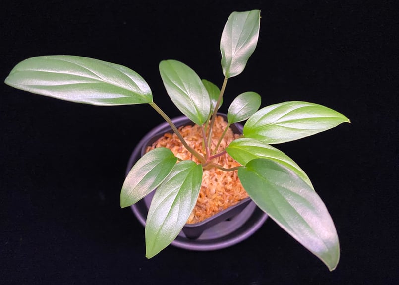 Homalomena sp. Pulau Beltung T-180723 TZ便 | 36