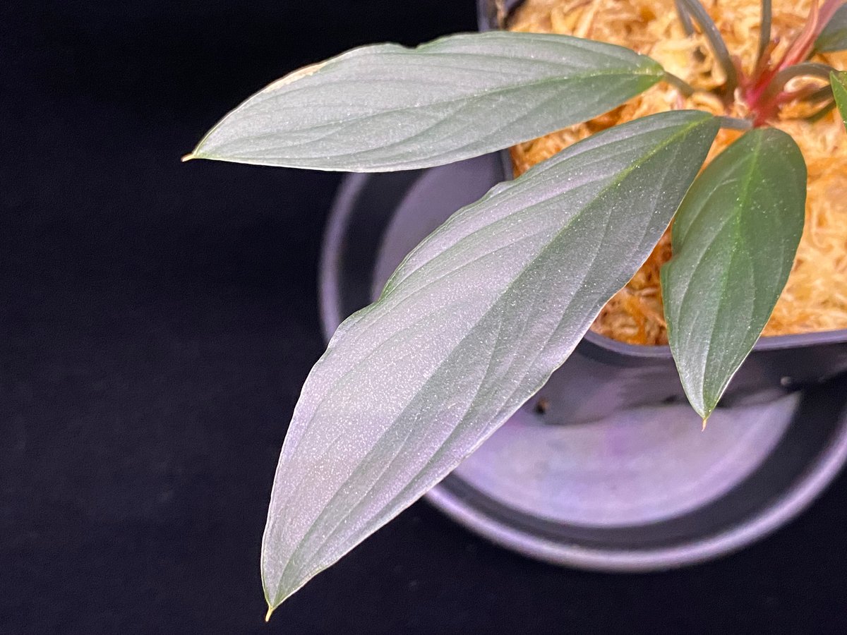 ホマロメナsp.“濡烏” Homalomena【LA0518-02】 Homalomena sp. “濡烏” Riau sumatera【LA0518-02】LA便