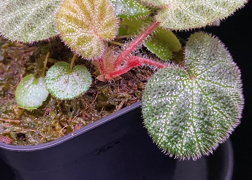 MayMei 双生秘境シリーズ ベゴニアわんこ CATEGORY Other | Hermeow's Shop