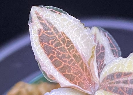 Anoectochilus sp アネクトキルスsp斑入り (小サイズ)