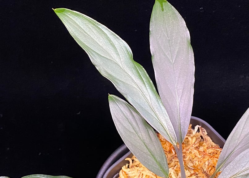 Homalomena sp. “濡烏” Riau sumatera【LA0518-02】LA便