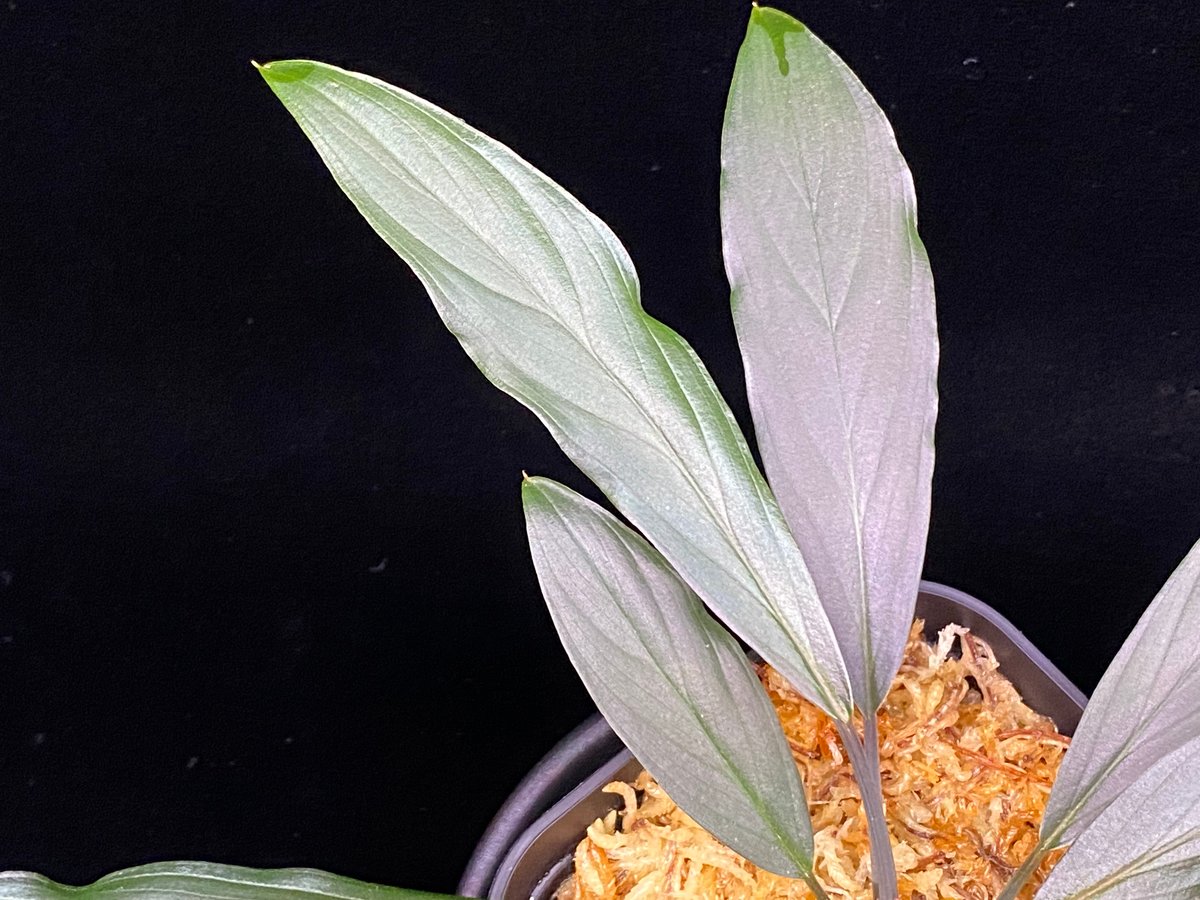 Homalomena sp. “濡烏” Riau sumatera【LA0518-02】LA便