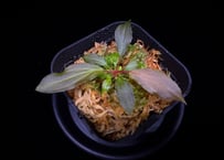 第三弾　Homalomena Hybrid【M0125-f1】