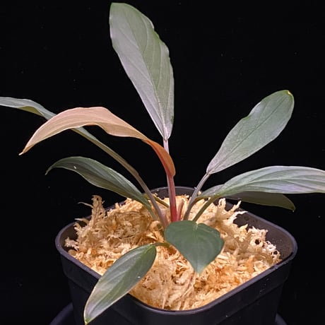 LA便 Homalomena sp.Papua【LA0021-05z】ホマロメナ LA便 Homalomena sp.Papua【LA0021-05z】ホマロメナ