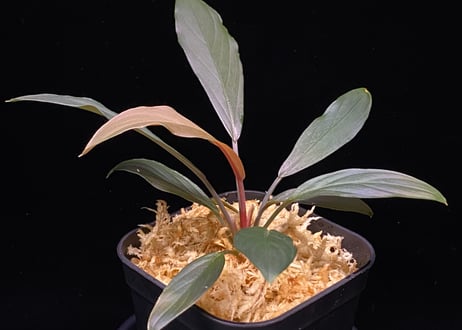 CATEGORY Homalomena | 369の杜(ミロクのもり) CATEGORY Homalomena | 369の杜(ミロクのもり)