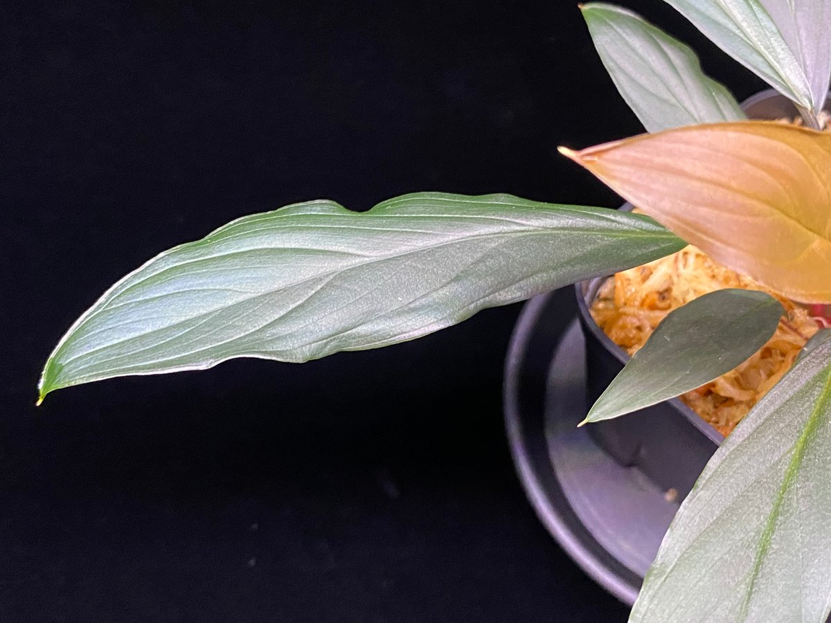 Homalomena sp. “濡烏” Riau sumatera【LA0518-02】LA便