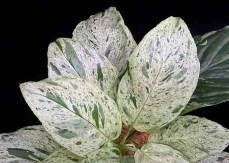 Homalomena sp. 'Variegata' "斑雪" Sumatra Selatan T-180323 TZ便
