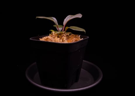 第三弾　Homalomena Hybrid【M0125-f1】
