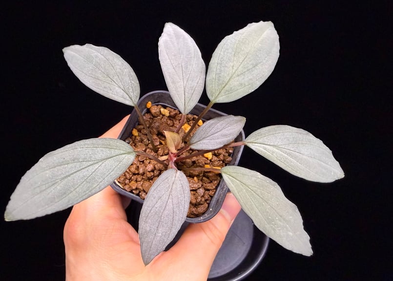 Homalomena sp. 