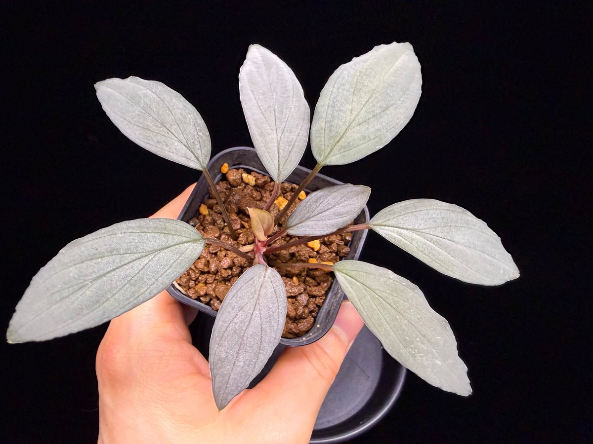 Homalomena sp. 