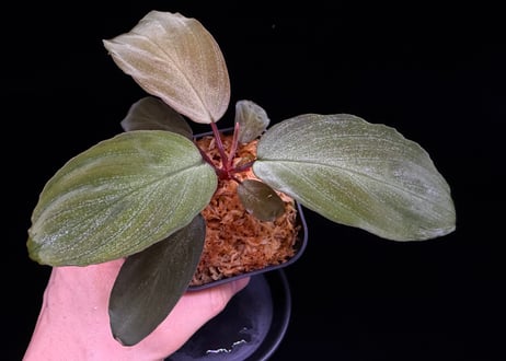 Homalomena sp "Sunshine "B.NN from Sibolga timur【AZ1223-2】 AZ便