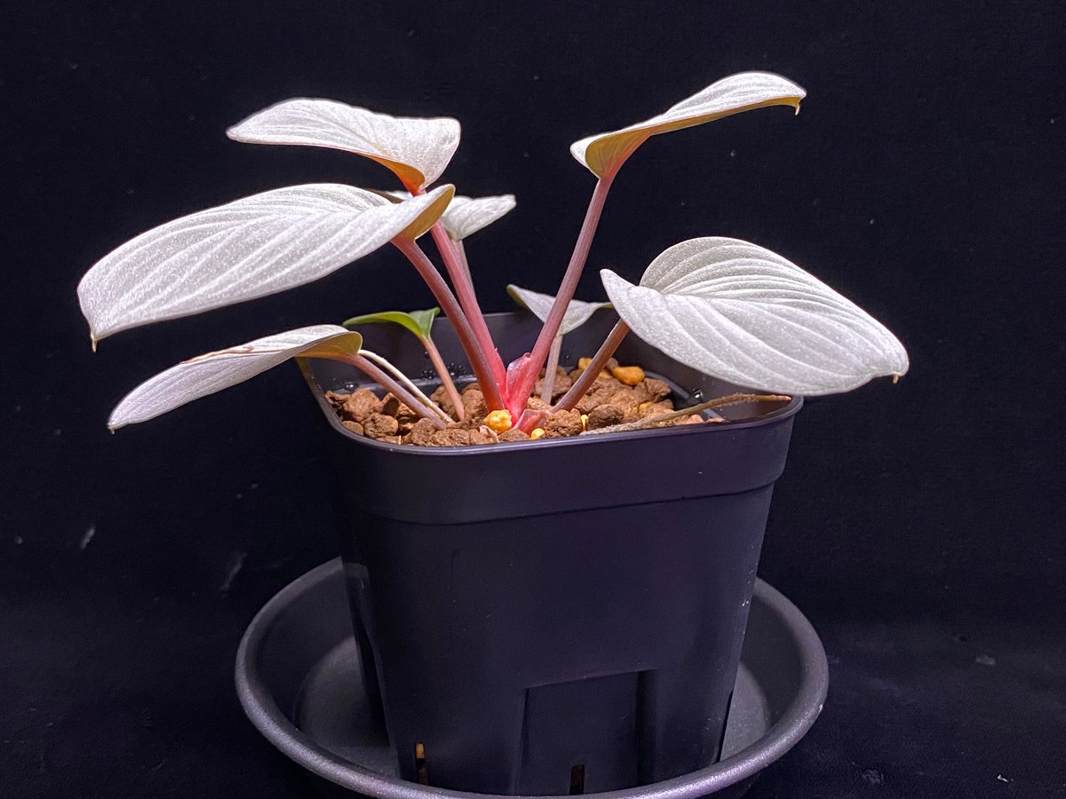 Homalomena Rec130 - K0721-f1 kzt便 | 369の杜(ミロクのもり)