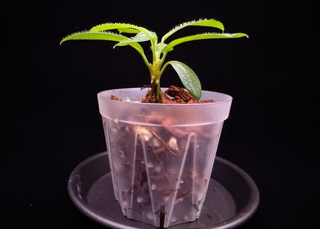 Homalomena hasei “狐尾” Aceh. Sumatera 【 LA0616-04 】LA便