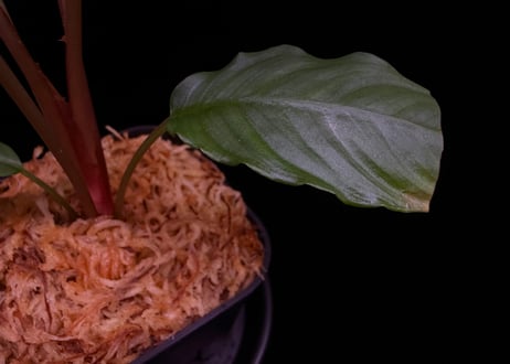 Schismatoglottis sp."Typel"BNN from Sibolga timur【AZ0225-9】AZ便