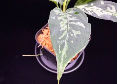 Aglaonema pictum(KKF0222-fi-2/7) LA便