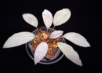 Homalomena sp. "Sapphire Velvet" Kepulauan Riau KN便