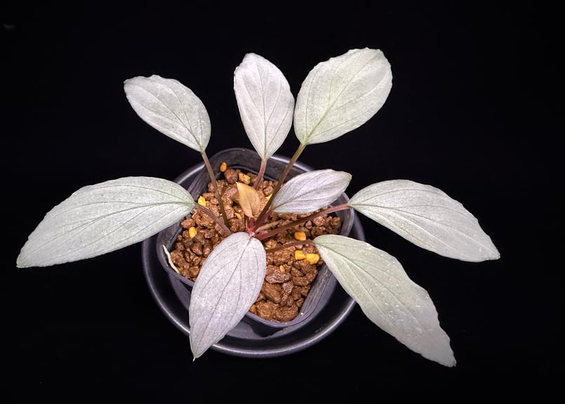 Homalomena sp. 