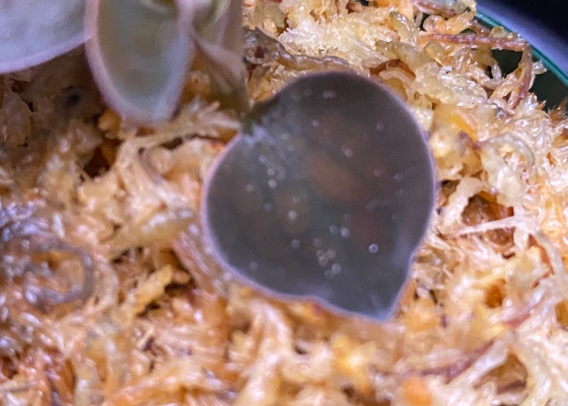 Cystorchis sp. Papuaシストーチス パプア① | 369の杜(ミロクのもり)