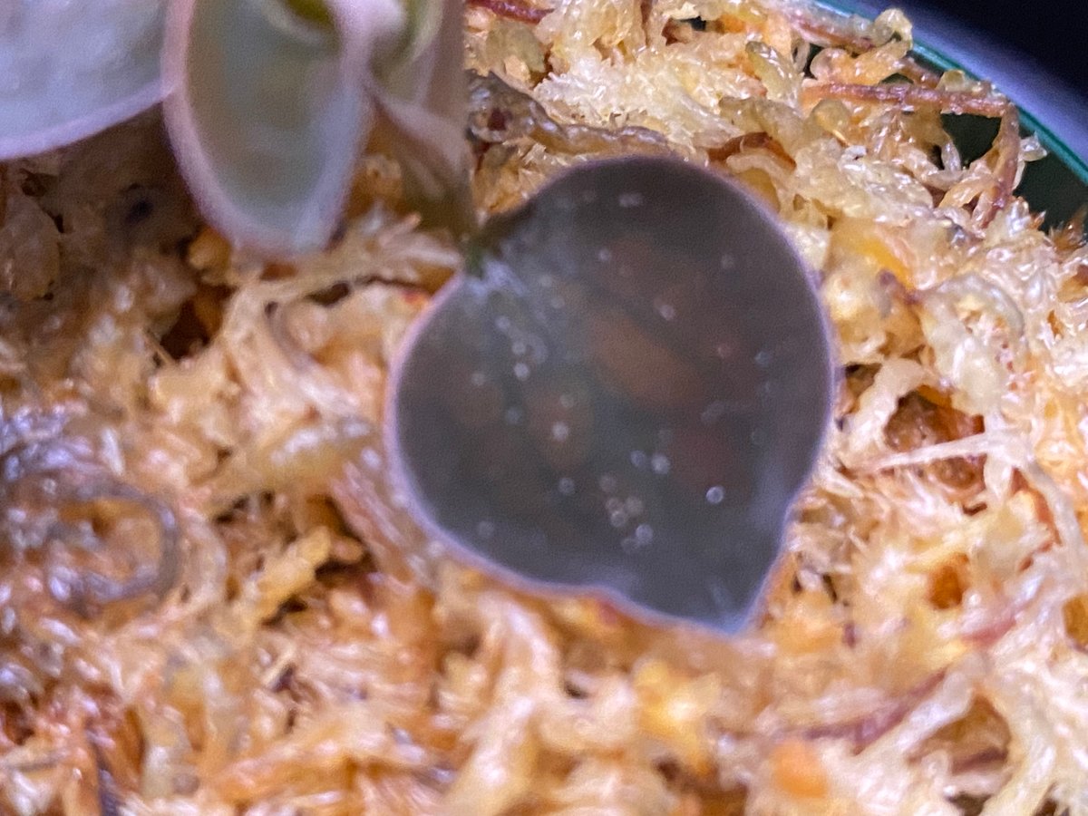 Cystorchis sp. Papuaシストーチス パプア① | 369の杜(ミロクのもり)