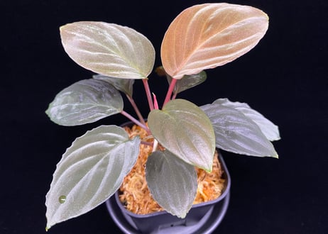 ホマロメナ sp. 斑雪(ハダレユキ) TZ便 T-180323 ホマロメナ sp. 斑雪(ハダレユキ) TZ便 T-180323 Homalomena sp