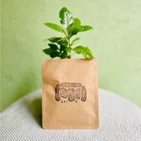 【デカフェ】好きな種類を好きなだけ選べるドリップバッグ単品（複数購入可能商品）