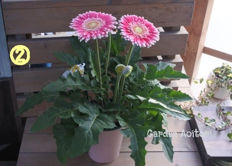 *Patio Gerbera*大輪ガーベラ*パティオ*