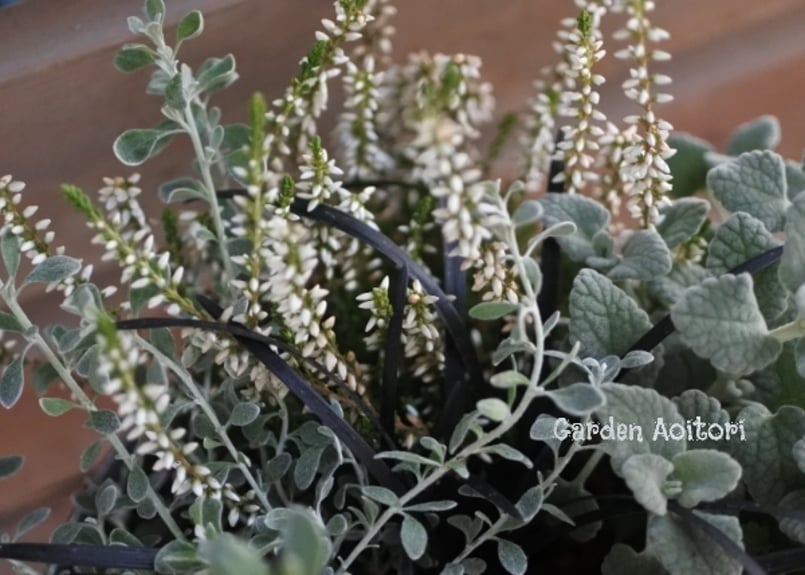 リュウノヒゲ*黒竜/白竜* | Garden Aoitori