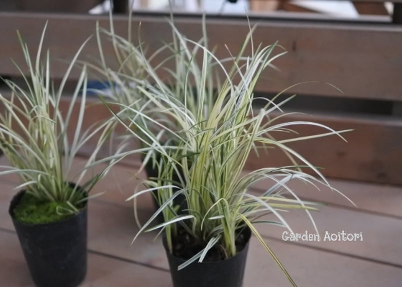 リュウノヒゲ*黒竜/白竜* | Garden Aoitori