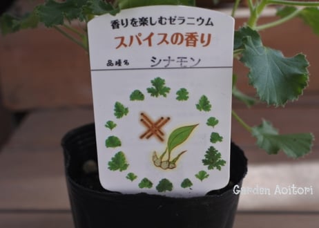 ハーブゼラニウム(センテッドゼラニウム)*7種*