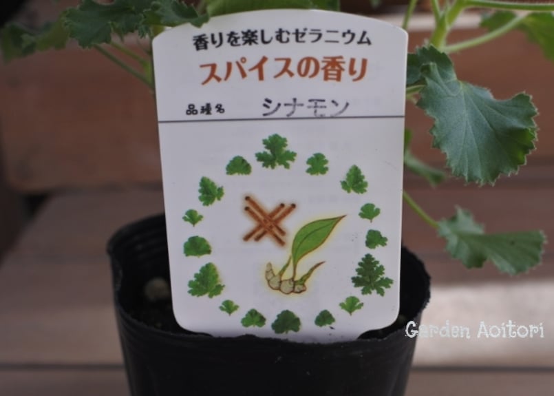 ハーブゼラニウム(センテッドゼラニウム)*7種* | Garden Aoitori