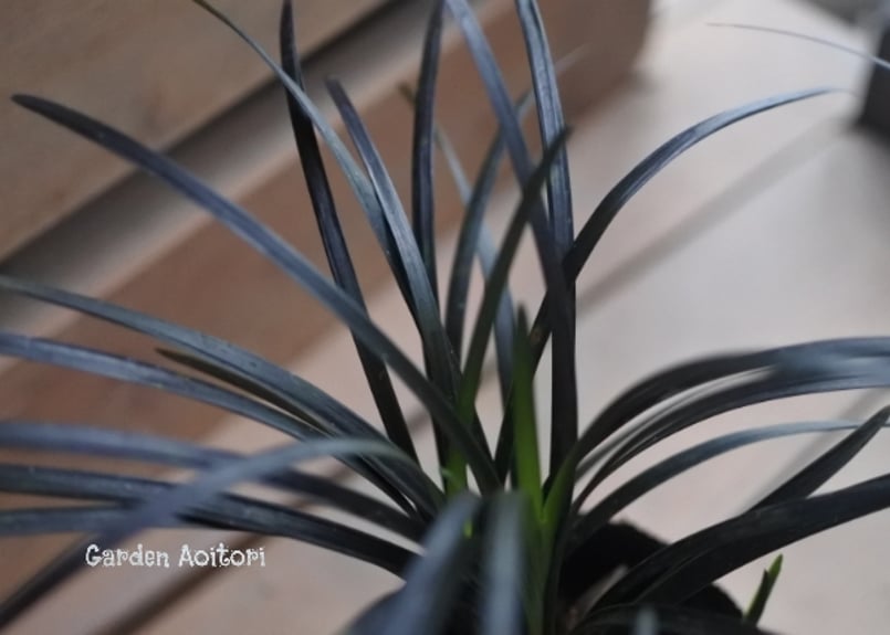 リュウノヒゲ*黒竜/白竜* | Garden Aoitori