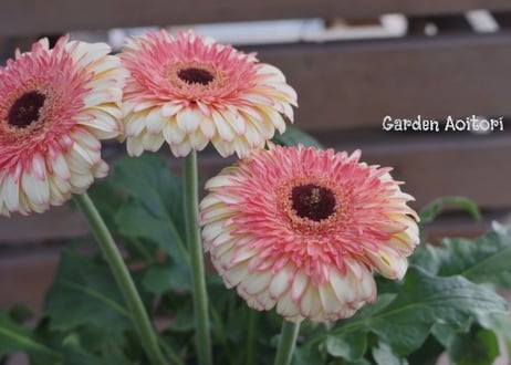 *春の花鉢*パティオ*No.2*