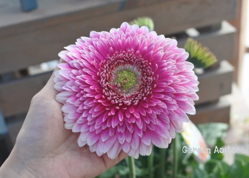 Patio Gerbera*大輪ガーベラ*パティオ* | Garden Aoitori